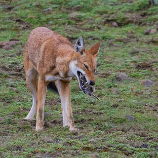 Bale Mountains - Sanetti - Ethiopian wolf eats a rat